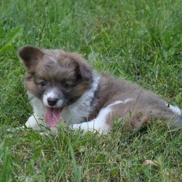 Liberty - Blue female Pembroke Welsh Corgi puppy in Hotchkiss, Colorado from Grand Mesa Corgis