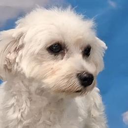 Lexi - Maltese