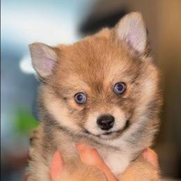 Honey Bear - 2000.00 - Wolf sable female Pomsky puppy in Spring Hill, Florida from www.PuppyTimeEmporium.com