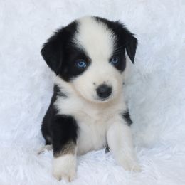 Girl 1 - Black tri-color Australian Shepherd puppy in Cleburne, Texas from Hudson Farm