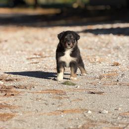 Tiffany - Black tri-color female Australian Shepherd puppy in Argyle, Iowa from Country Time Kennels