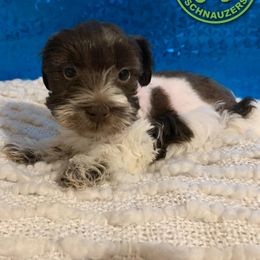 Miniature Schnauzer Puppies from JC Parti Schnauzers