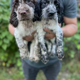 English Springer Spaniel Puppies from Cherokee Springers of NWFL