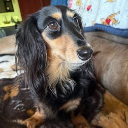 Nova - Dachshund