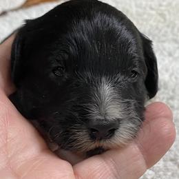 Pink - Black and white female Aussiedoodle puppy in Spring Hill, Tennessee from Duke's Mini & Toy Australian Shepherds & Aussiedoodles