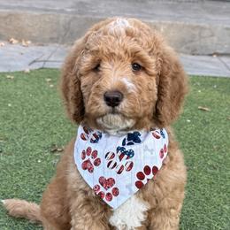 Double Doodle and Goldendoodle Puppies from Red White and Doodle