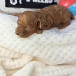 Bagel - Red  male Poodle puppy in Florida from Adorable Toy-Miniature Poodles