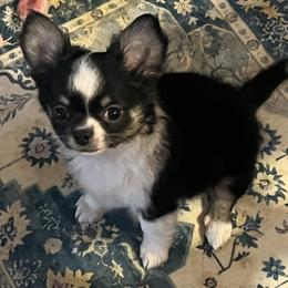 Tater - Black male Chihuahua puppy in Tecumseh, Oklahoma from Callie’s Happy Chihuahuas, Callie’s Happy Treasures LLC