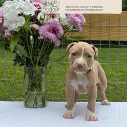 Margarita - Lilac female American Bully puppy in Virginia from Terminal Velocity Kennels LLC