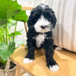 Basil - Black and chalk male Australian Labradoodle puppy in Palmdale, California from Heavenly Doodles