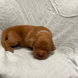 Heath - gray - Dark golden male Golden Retriever puppy in Pelham, Georgia from Sellers Kennels