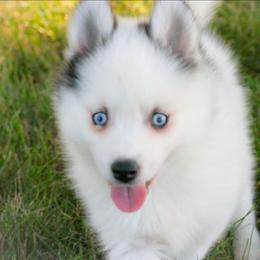 Acorn-ready now - Black and white male Pomsky puppy in Bremen, Indiana from AMS Pomeranians and Pomskies in Indiana