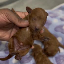 Butterball - Red  male Poodle puppy in Texas from Zoway's Poodles