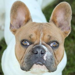 French Bulldogs from My Spoiled Frenchies