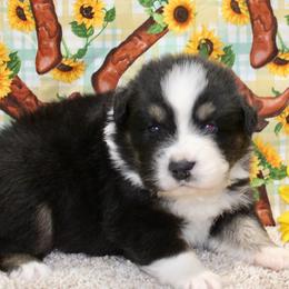 Black Tri - Black tri male Miniature Australian Shepherd puppy in Ronan, Montana from Dirt Road Aussie’s of Montana