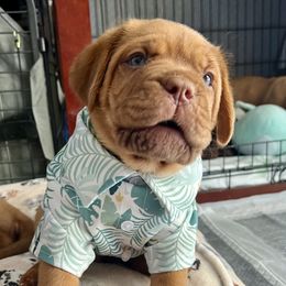 Dogue de Bordeaux Puppies from Rogue Bordeaux
