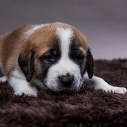 Anatolian Shepherd Dog Puppies from Fiddler’s Dream Anatolians