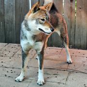 Gráinne--READ WHOLE LISTING - Black sesame female Shikoku puppy in Oregon City, Oregon from Akiyama no Roushya