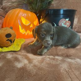 Dark blue - Chocolate and tan male Dachshund puppy in Saint Jo, Texas from Reeves Dashing-Hounds