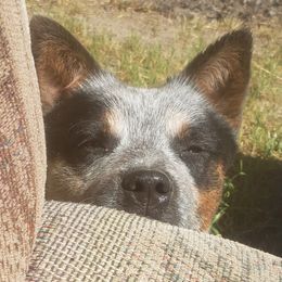Australian Cattle Dogs from Reaver Australian Cattle Dogs