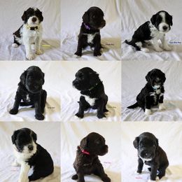 Portuguese Water Dog Puppies from Siesta PWD’s