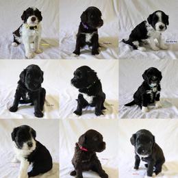 Portuguese Water Dog Puppies from Siesta PWD’s