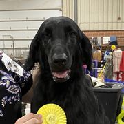 Huckleberry - Flat-Coated Retriever