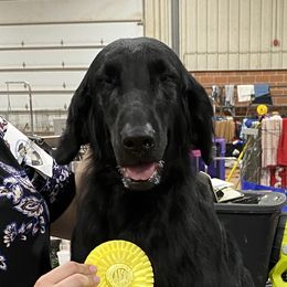 Huckleberry - Flat-Coated Retriever