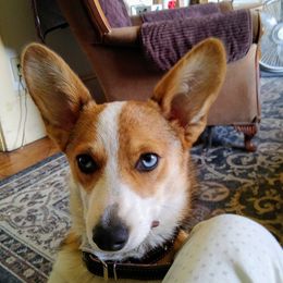 Callie  - Pembroke Welsh Corgi