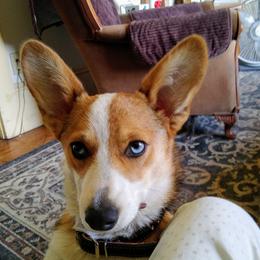 Callie  - Pembroke Welsh Corgi
