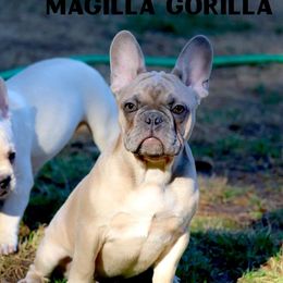 American Pit Bull Terrier, French Bulldog, and Staffordshire Bull Terrier Puppies from Pacific Wonderland French Bulldogs