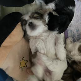 Shih Tzu Puppies from Simply Shih Tzu