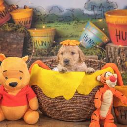 Gemillli - Golden female Golden Retriever puppy in Sierra Vista, Arizona from Golden Borealis