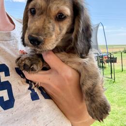Shaded cream brindle - Cream male Dachshund puppy in Lubbock, Texas from It’s a Hot Mess