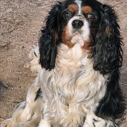 Hoopoe - Tri-color male Cavalier King Charles Spaniel puppy in Charity, Missouri from Missouri. Cavaliers