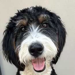Jemma - Bernedoodle
