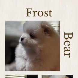 Frost - Cream parti male Pomeranian puppy in Odessa, Texas from Cherry's Poms