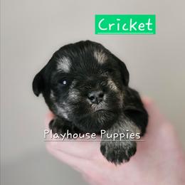 Cricket - Black and silver female Miniature Schnauzer puppy in Lebanon, Missouri from Playhouse Puppies