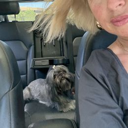 Shih Tzu All Grown Up from Becca Wilde