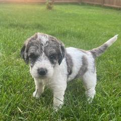 Double Doodle puppies from Trinity Doodles