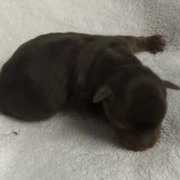 Lucky AKC - Chocolate and tan male Yorkshire Terrier puppy in Labelle, Florida from Chocolate and Parti Yorkies in Florida