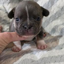 Boy 3 - Tricolors male French Bulldog puppy in Cabool, Missouri from Shannon French Bulldogs
