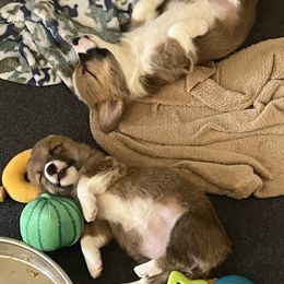 Pembroke Welsh Corgi Puppies from Sweet Bailey and The Corgi Babes