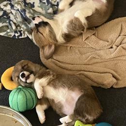 Pembroke Welsh Corgi Puppies from Sweet Bailey and The Corgi Babes