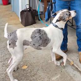 Gusgus - Blue merle male Catahoula Leopard Dog puppy in Scott City, Kansas from Bradford Catahoulas