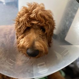 Goldendoodle All Grown Up from Golden Hearted Goldendoodles