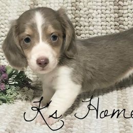 Dachshunds and French Bulldogs from K’s Homestead