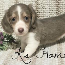 Dachshunds and French Bulldogs from K’s Homestead