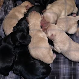 Girl 3 - Black female Labrador Retriever puppy in Four Oaks, North Carolina from TLC Retrievers