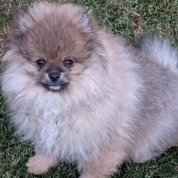 Devin - Cream sable parti male Pomeranian puppy in Scio, Oregon from Mac Daddy Poms